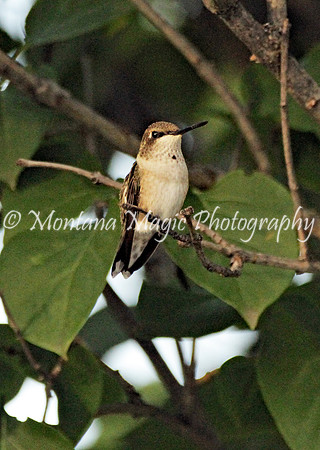 BD161 Black-chinned Hummingbird