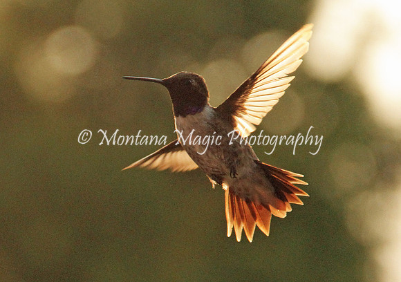 BD162 Black-chinned Hummingbird