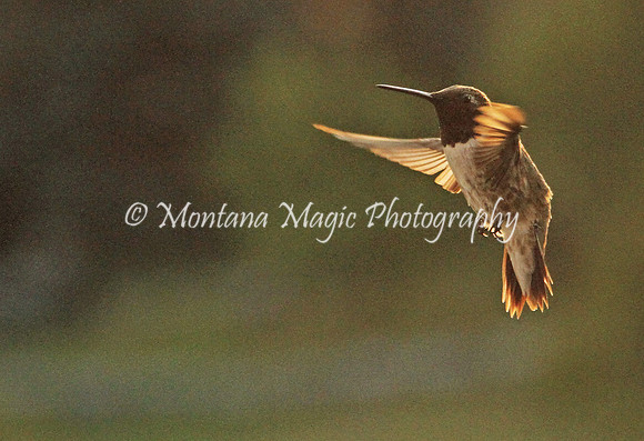 BD163 Black-chinned Hummingbird