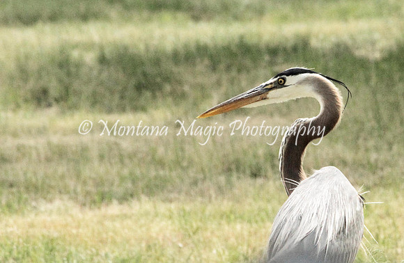 BD164 Great Blue Heron