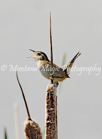 BD165 Marsh Wren