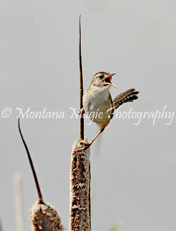 BD166 Marsh Wren