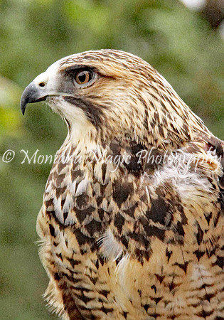 BD167 Swainson's Hawk