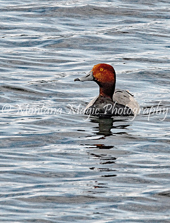 BD168 Redhead Duck