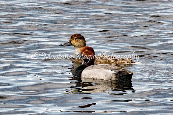 BD169 Redhead Duck