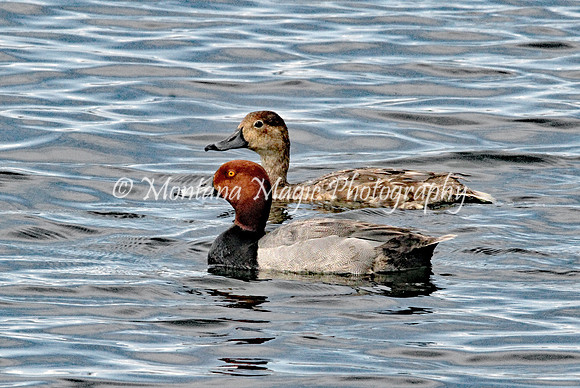 BD170 Redhead Duck
