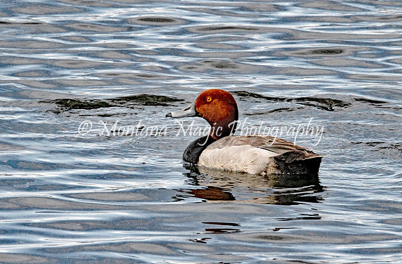 BD171 Redhead Duck