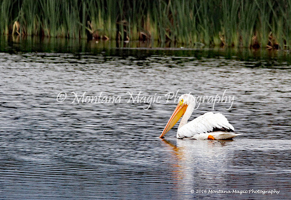 BD173 White Pelican