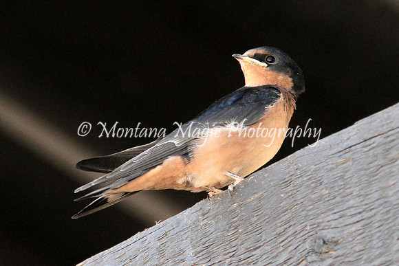 BD172 Barn Swallow