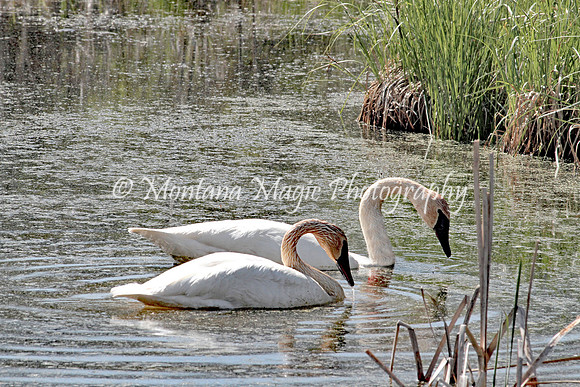 BD174 Trumpeter Swans
