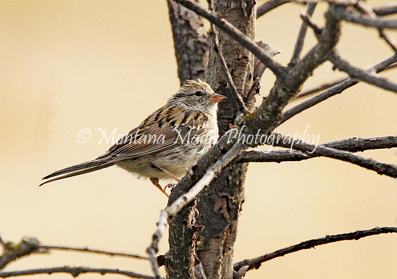 BD175 Chipping Sparrow