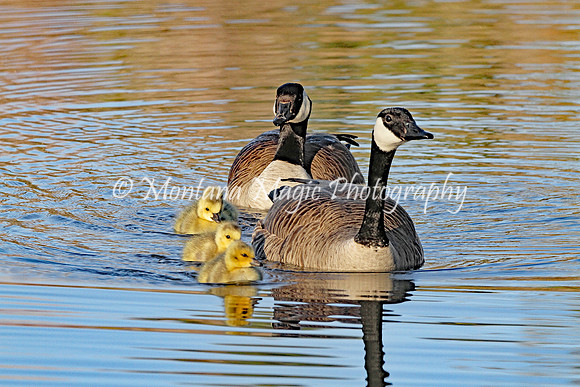 BD176 Canada Geese