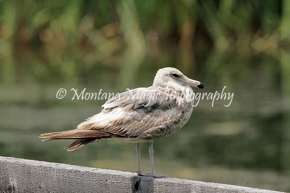 BD177 Seagull