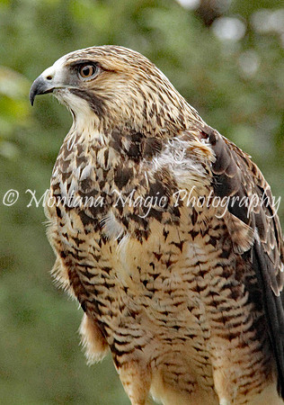 BD178 Swainson's Hawk