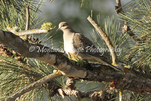BD180 Mourning Dove