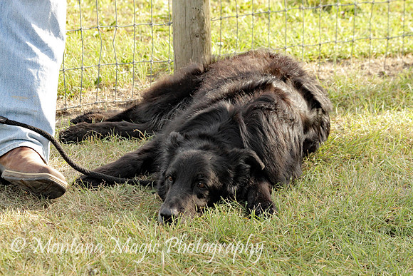 Diesel_3320