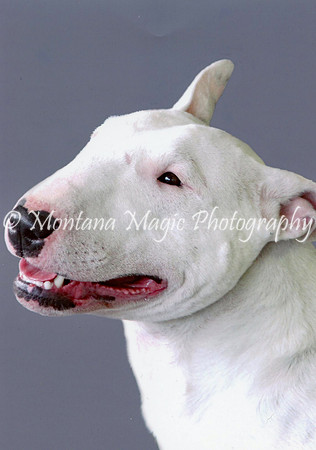 English Bull Terrier