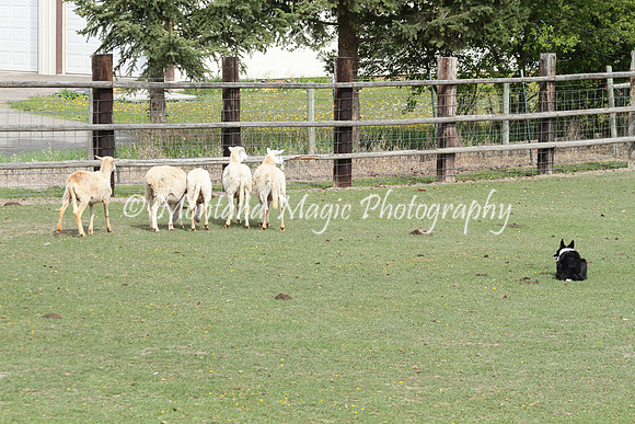 Minnie Pearl_9511