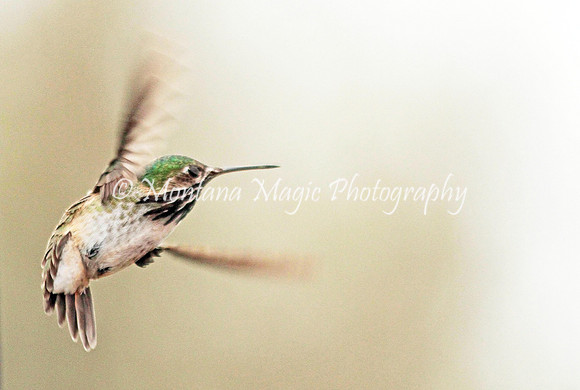 BD183 Caliope Hummingbird
