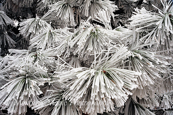 SW103 Hoar Frost