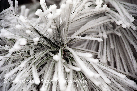 SW102 Hoar Frost