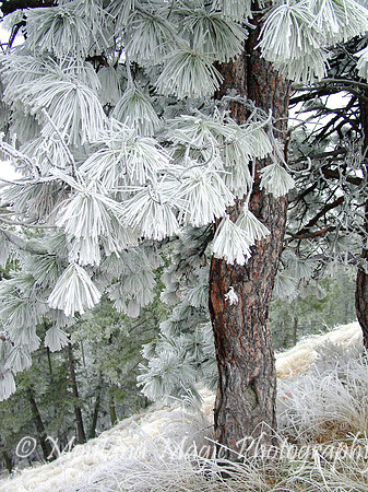 SW107 Winter Pine