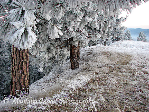 SW106 Winter Pines