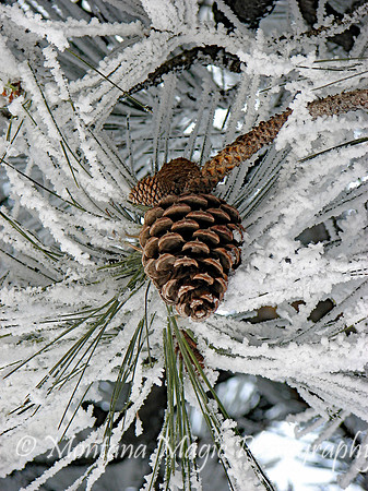 SW104 Hoar Frost