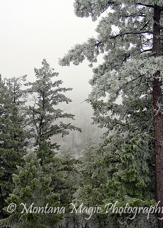 SW108 Winter Fog