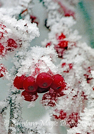 SW114 Cherry Ice