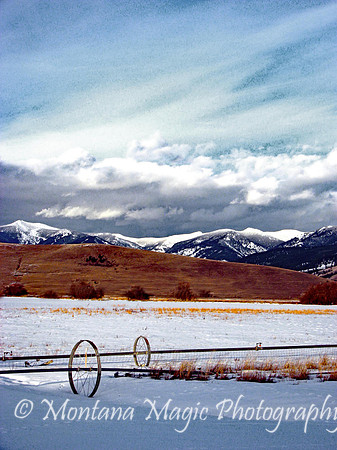 SW118 Winter Pasture