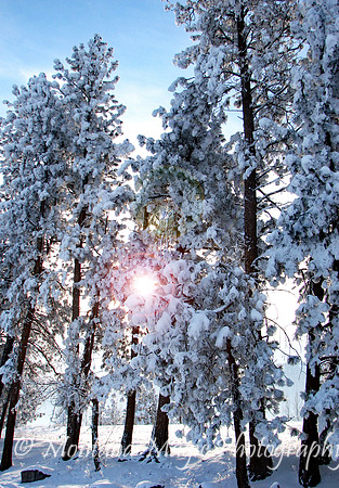 SW120 Sunlight Through the Pines