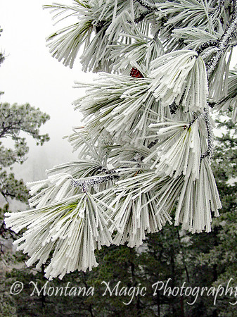 SW105 Hoar Frost