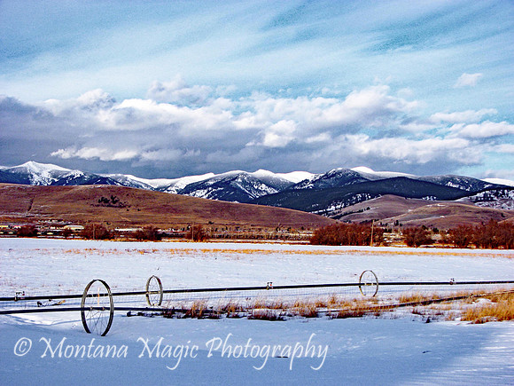 SW117 Winter Pasture