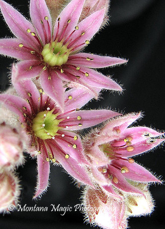 F105 Cactus Flower