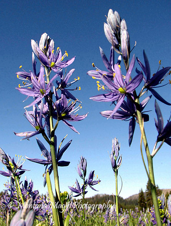 F106 Camas