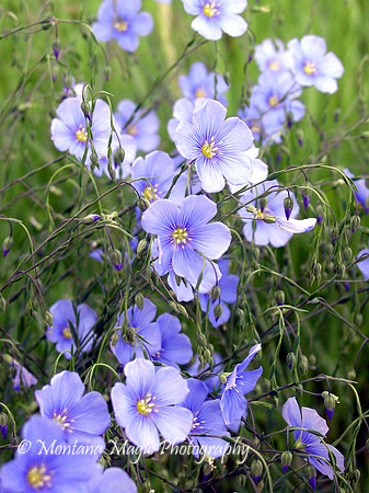 F103 Blue Flax