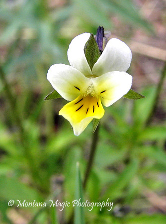 F107 Canada Violet