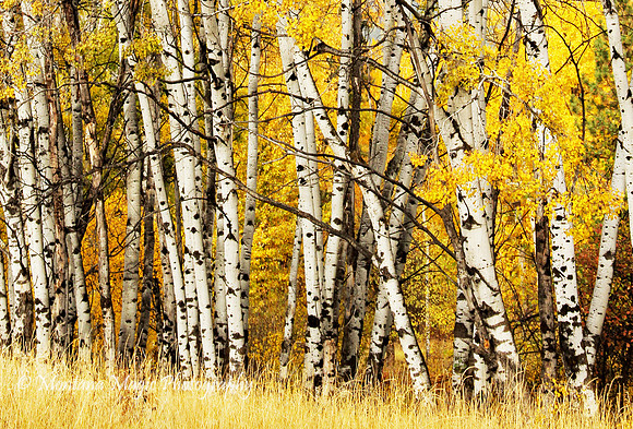 F109 Autumn Birch