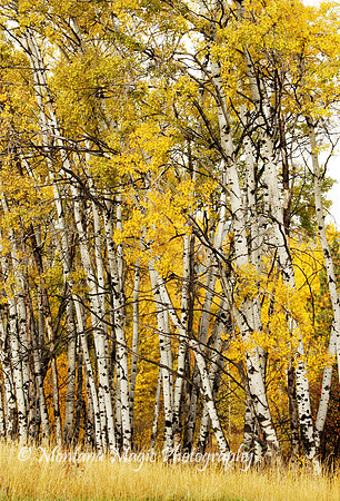 F110 Autumn Birch