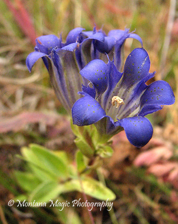 F111 Gentian, Mountain Bog