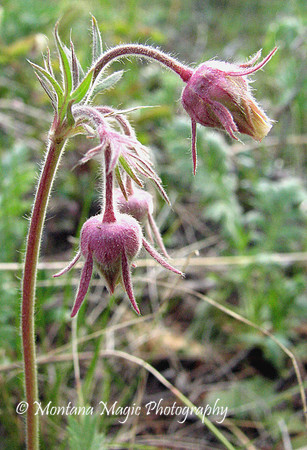 F113 Long Stemmed Avens