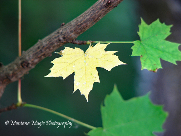 F114 Maple Leaves
