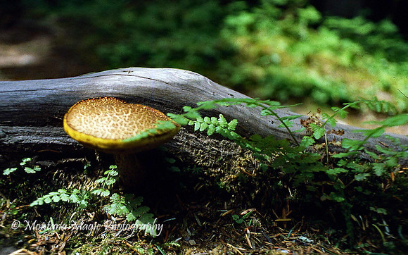 F115 Mushroom & Ferns