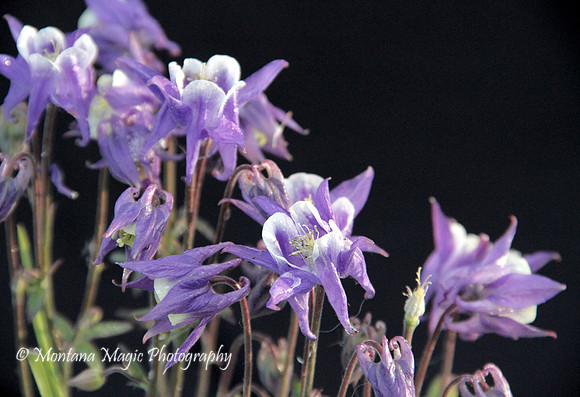 F102 Blue Columbine
