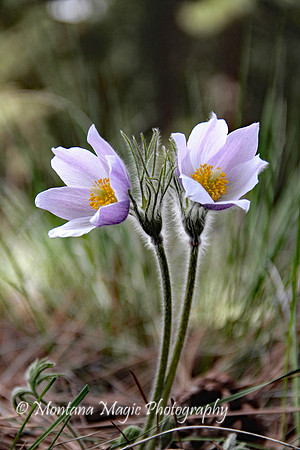 F116 Pasqueflower