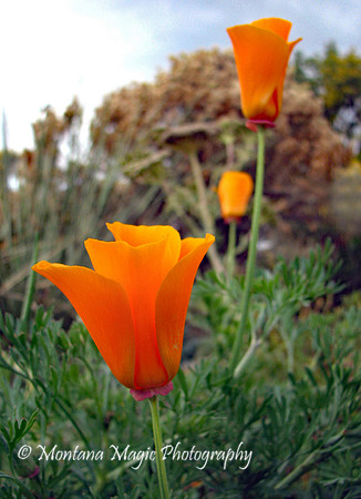 F118 California Poppies