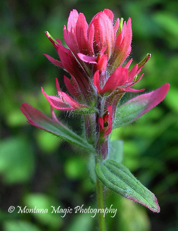 F117 Scarlett Paintbrush