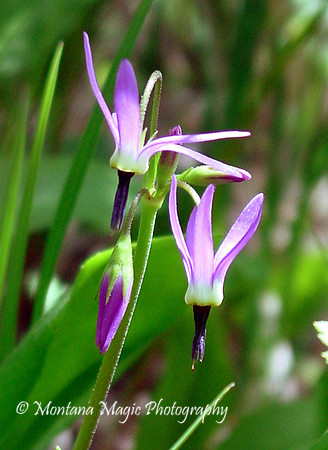 F119 Shooting Star