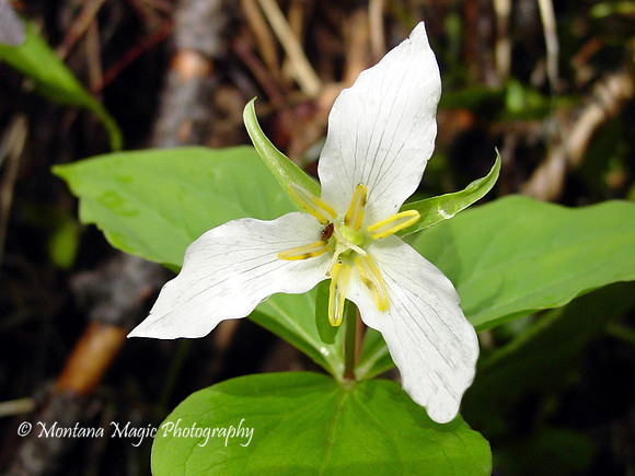 F121 Trillium